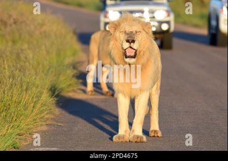 Parco nazionale di Kruger, Sud Africa Foto Stock