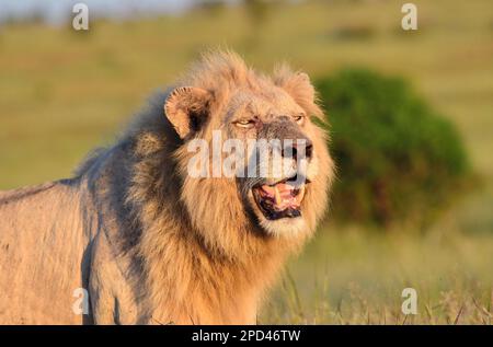 Parco nazionale di Kruger, Sud Africa Foto Stock