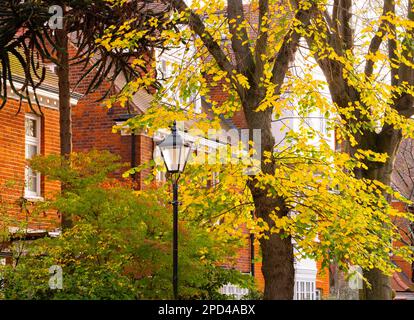 Fogliame autunnale su Blenheim Road a Bedford Park, Chiswick, Londra Foto Stock