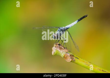 Una libellula blu su un ramo asciutto per stendere le ali per affidarsi al sole per riposare il viaggio Foto Stock