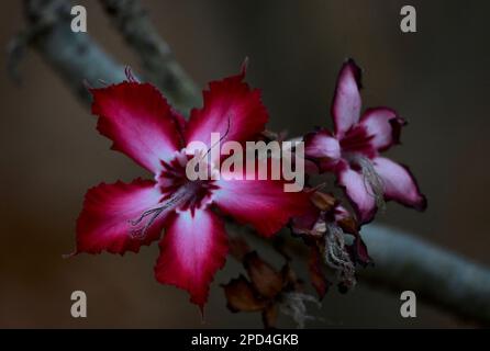 Impala Lily o adenium multiflorum, parco nazionale di Kruger, Sudafrica Foto Stock