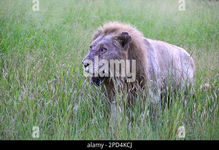 Parco nazionale di Kruger, Sud Africa Foto Stock