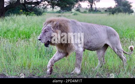 Parco nazionale di Kruger, Sud Africa Foto Stock