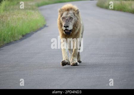 Parco nazionale di Kruger, Sud Africa Foto Stock