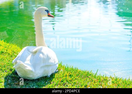 Primo piano di un grazioso cigno bianco che riposa sul lago, visto da dietro. Foto Stock