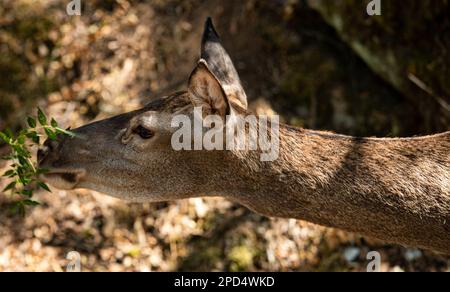 Un giovane cervo che cerca di mangiare foglie nella foresta Foto Stock