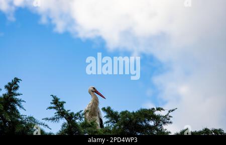 Una cicogna sulla cima di un albero con lo sfondo del cielo blu Foto Stock