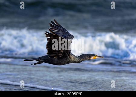 Grande cormorano (Phalacrocorax carbo) che sorvola la spiaggia di Juist, Isole Frisone Orientali, Germania. Foto Stock