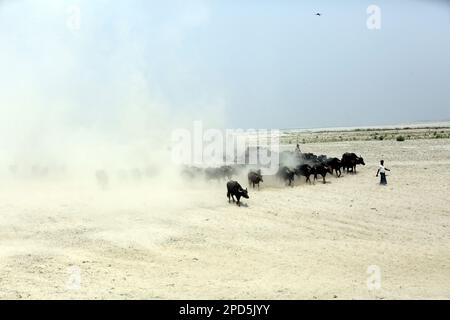 Dhaka, Bangladesh. 27th Feb, 2023. Veduta aerea della ditta Buffalo ad un'isola fluviale situata al fiume Jamuna a Bogra Bangladesh il 14 marzo 2023. Di recente, l’allevamento di bestiame è diventato un settore commercialmente redditizio in Bangladesh. Gli imprenditori locali ora stanno interessandosi nell'allevamento dal decennio degli anni '90 del secolo scorso. Credit: Abaca Press/Alamy Live News Foto Stock