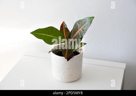 Codiaeum variegatum, noto anche come crotone, pianta di casa con foglie verdi con variegazione rossa e gialla. Isolato su fondo bianco, in una pentola bianca. Foto Stock