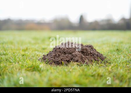 Primo piano basso terreno di talpa collina prospettiva su un campo di calcio britannico di erba verde. Foto Stock