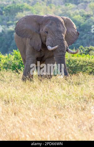 Un elefante nel Parco Hluhluwe-Imfolozi in Sud Africa Foto Stock
