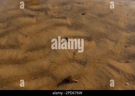 Granchi eremiti in acqua a Brighton Beach - Brighton & Hove, East Sussex, UK Foto Stock