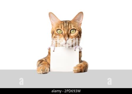 Ritratto di un gatto bengala con una bandiera bianca di cartone sulle zampe su sfondo bianco. Spazio di copia. Foto Stock