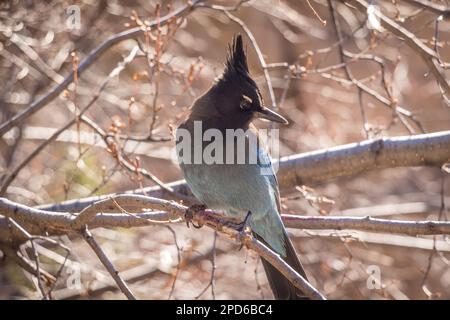 Steller's Jay in piedi su Tree Branch Foto Stock