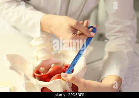 Il medico misura il modello di pelvi femminile con un primo piano del nastro di misurazione. Foto Stock