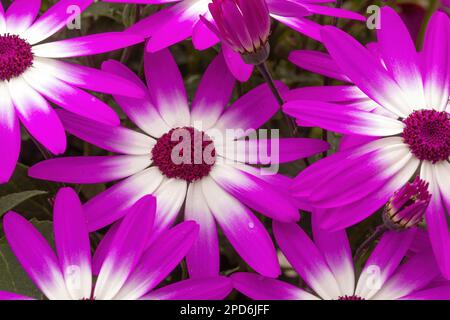 senetti magenta fiori bicolore in fiore Foto Stock