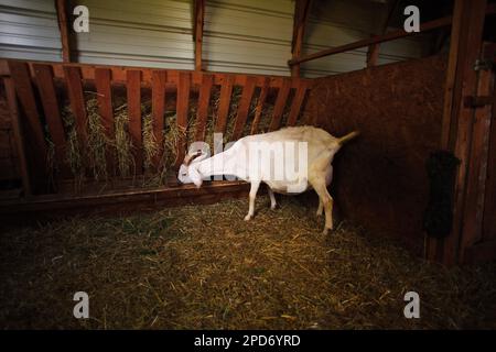 Un bel colpo di una capra domestica bianca che mangia fieno secco in un fienile rurale Foto Stock