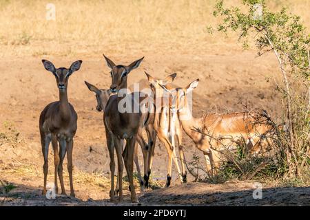 Un gruppo di Impalas nella riserva naturale di Hluhluwe-Umfolozi in Sudafrica Foto Stock