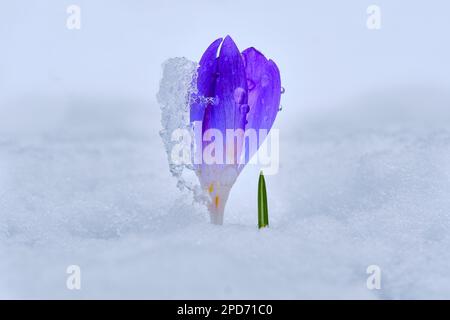 Crocus albiflorus nella neve Foto Stock