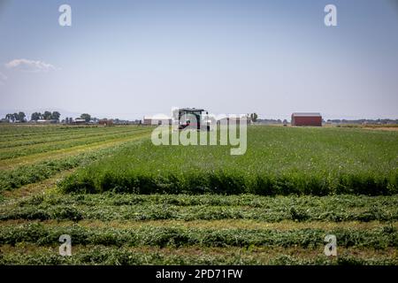 La grande fattoria rossa combina la raccolta del raccolto di fieno in estate con farfalle che volano ovunque Foto Stock