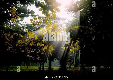 Raggi di sole magici che scendono attraverso il fogliame in inverno mattina, Howrah, Bengala Occidentale, India. Verde scuro foglie sullo sfondo creando utile contra Foto Stock