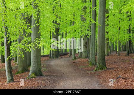 Percorso che si snoda attraverso la foresta con faggi europei (Fagus sylvatica) che in primavera presentano fogliame verde fresco Foto Stock