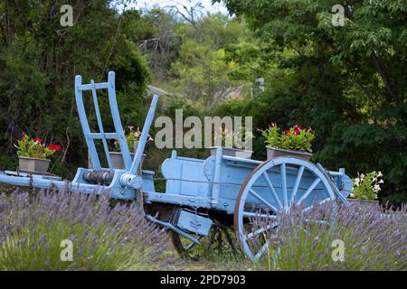 Carrello in legno blu con lavanda in Provenza, Francia Foto Stock