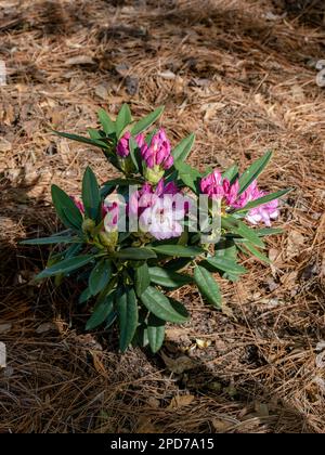 Pianta di Rhododendron di irradianza Southgate con fiori o fioriture rosa e bianchi, fioritura o fioritura in primavera in Alabama, Stati Uniti. Foto Stock