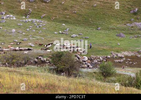 Un pastore conduce una grande mandria di capre domestiche a pascolare su un prato, lungo il fiume lungo il terreno collinare in estate Foto Stock