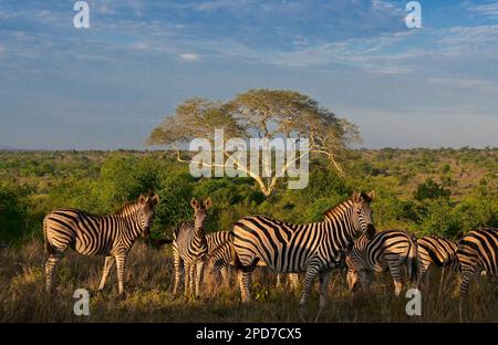 Parco nazionale di Kruger, Sud Africa Foto Stock