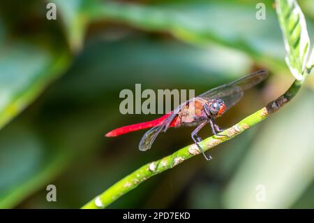 Il falco di palude rosso con dorso bruno è una specie di libellulidae della famiglia dei Libellulidae. Dragonfly è seduta sulla foglia verde Foto Stock