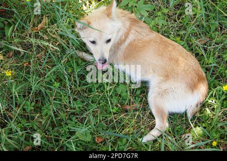 Bel cane mongrel ordinario giace sull'erba al sole e riposa Foto Stock
