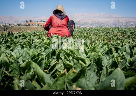 Donna che lavorano, picking bietole raccolto, giorno operaio, rifugiato siriano, in Bar Elias, Bekaa Valley, Libano Foto Stock