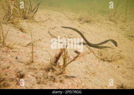 Lech di cavallo (Haemopis sanguisuga) in un laghetto di acqua dolce, Finlandia selvaggia. Foto Stock