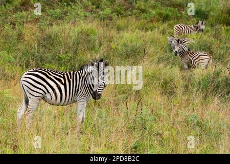 Zebre nel Mlilwane Wildlife Refuge, una riserva di caccia in Swaziland Foto Stock