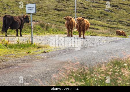 Bestiame delle Highland intorno ad un luogo di passaggio,Lewis, Isola di Lewis, Ebridi, Ebridi esterne, Western Isles, Scozia, Regno Unito Foto Stock