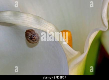 Piccola lumaca sul fiore di giglio di arum Foto Stock