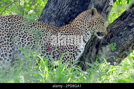 Parco nazionale di Kruger, Sud Africa Foto Stock