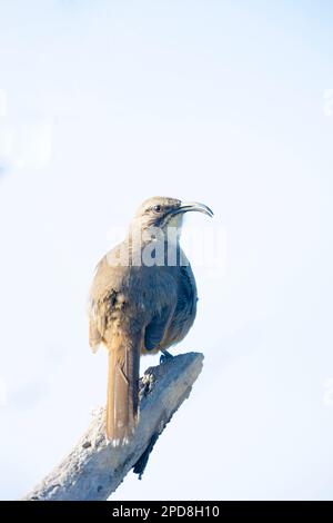 California Thrasher arroccato Foto Stock