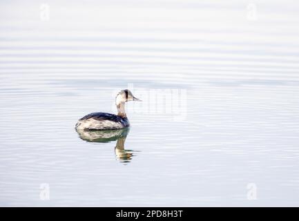 Eared Grebe piumaggio invernale Foto Stock