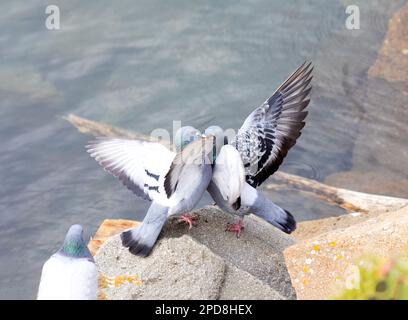 Rock Doves Kissing Foto Stock