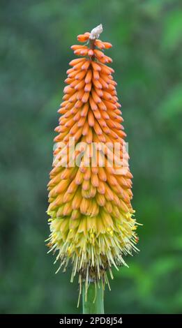 In estate, la kniphofia uvaria fiorisce su un aiuola nel giardino Foto Stock