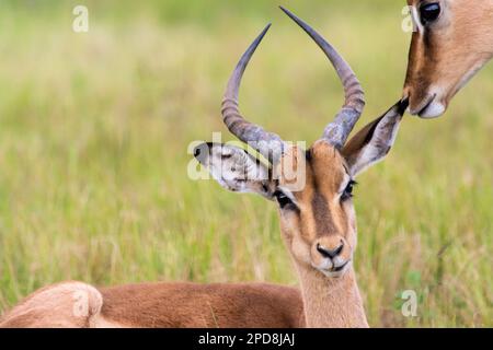 Antilopi Impala nel Mlilwane Wildlife Refuge, una riserva di caccia in Swaziland Foto Stock