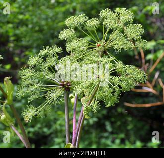 Medicinale, olio essenziale, miele, piante alimentari - angelica archangelica cresce in natura Foto Stock