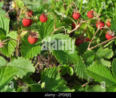 In estate, le fragole selvatiche maturano in natura Foto Stock