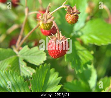 In estate, le fragole selvatiche maturano in natura Foto Stock