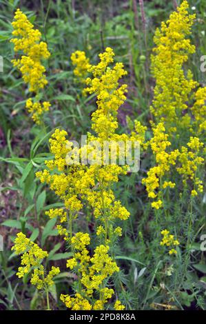 Galium verum cresce tra le erbe in natura Foto Stock