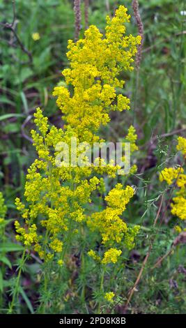 Galium verum cresce tra le erbe in natura Foto Stock