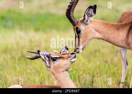 Antilopi Impala nel Mlilwane Wildlife Refuge, una riserva di caccia in Swaziland Foto Stock